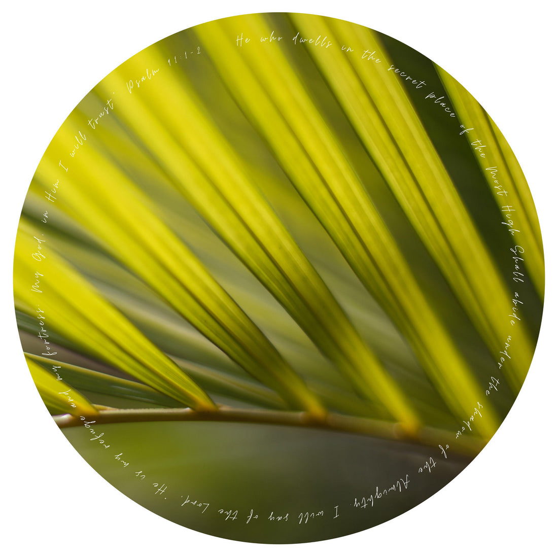 Close-up of a palm leaf with text overlay on a white background