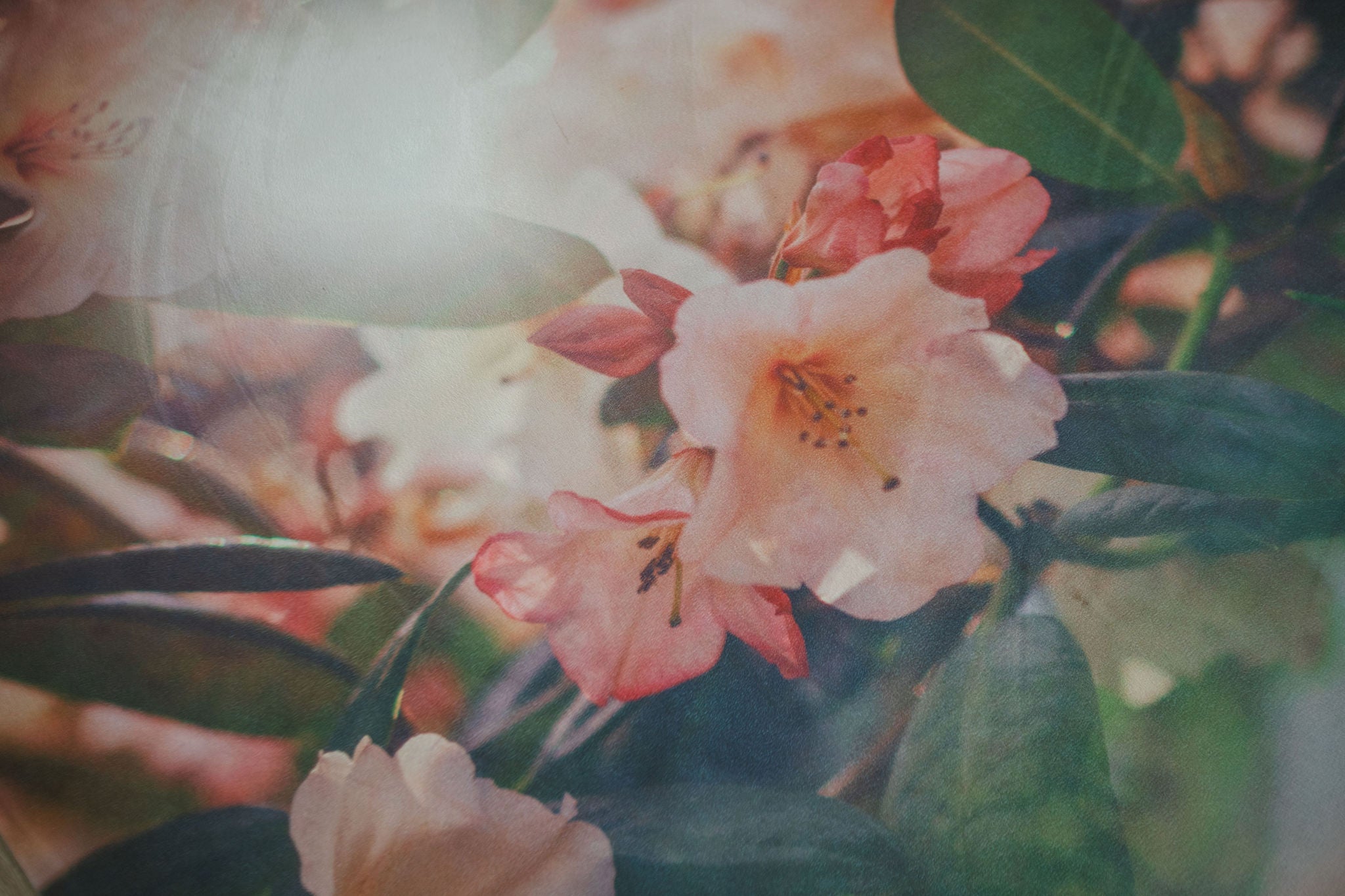 Close-up of pink flowers with green leaves in a blurred background