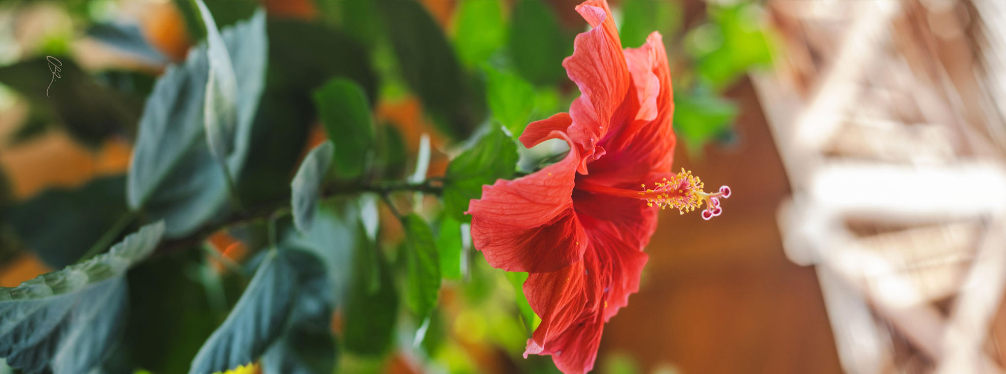 Red flower with green leaves natural yoga fitness mat