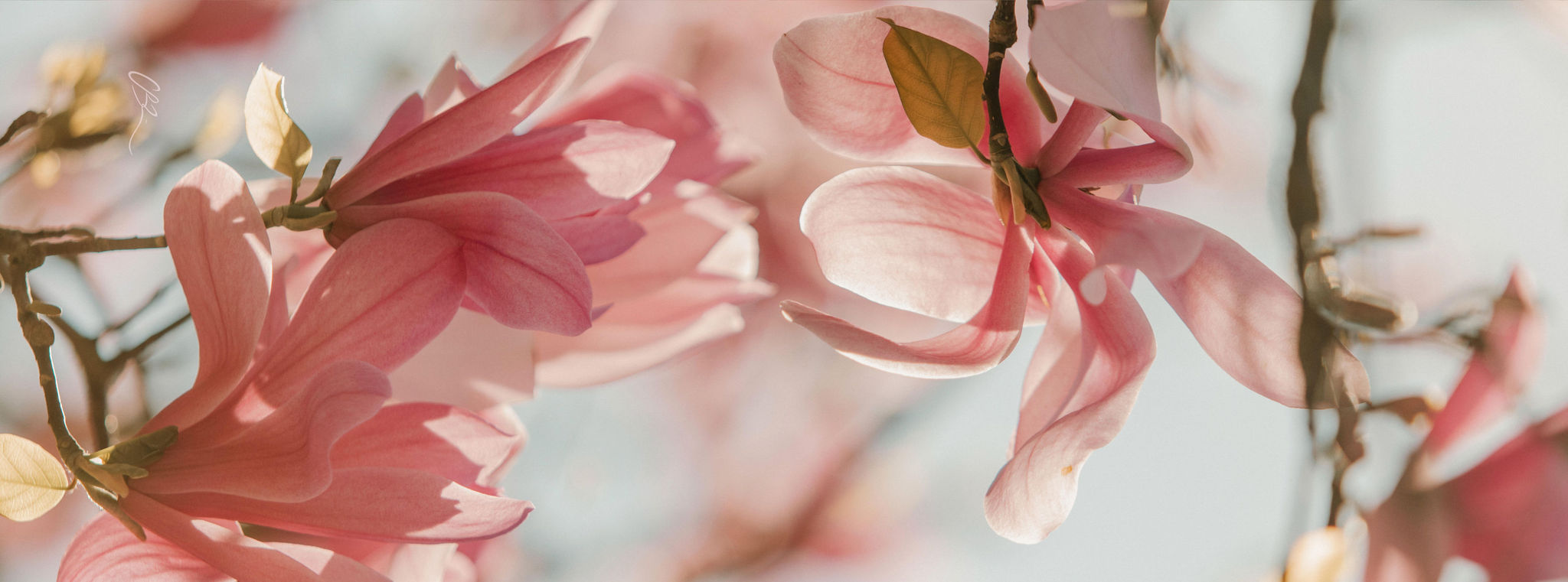 Close-up of pink flowers with a soft focus background, natural fitness yoga mat